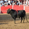 Éxito de asistencia en el Festival Taurino de Las Vaguadas