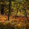 Colores de otoño extremeño