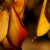 Colores de otoño extremeño