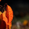 Colores de otoño extremeño