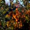 Colores de otoño extremeño