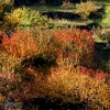 Colores de otoño extremeño