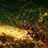 Colores de otoño extremeño