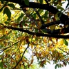 Colores de otoño extremeño