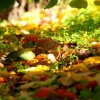Colores de otoño extremeño