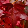 Colores de otoño extremeño