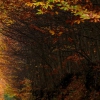 Colores de otoño extremeño