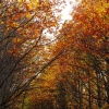 Colores de otoño extremeño