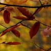 Colores de otoño extremeño