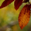 Colores de otoño extremeño