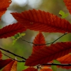 Colores de otoño extremeño