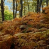 Colores de otoño extremeño