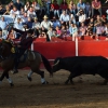 Éxito de asistencia en el Festival Taurino de Las Vaguadas