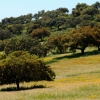 La dehesa pacense en abril