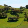 La dehesa pacense en abril
