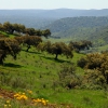 La dehesa pacense en abril