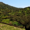 La dehesa pacense en abril