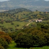 La dehesa pacense en abril