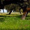 La dehesa pacense en abril