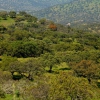La dehesa pacense en abril