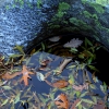 Colores de otoño extremeño