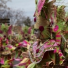 Gran Desfile de Comparsas del Carnaval de Badajoz 2013