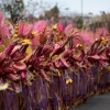 Gran Desfile de Comparsas del Carnaval de Badajoz 2013 - Parte 2