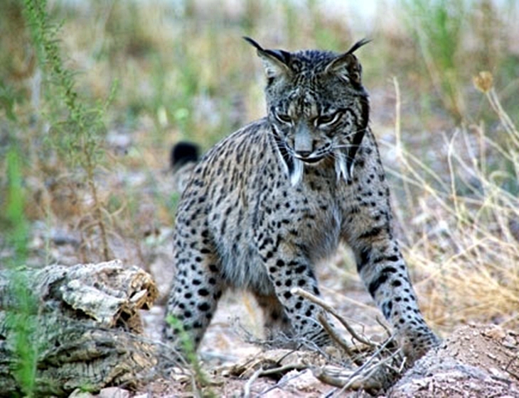 Nacen en libertad otros tres cachorros más de lince ibérico en Extremadura