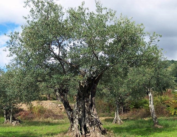 Ampliado el plazo para solicitar las ayudas de la PAC hasta el 15 de junio