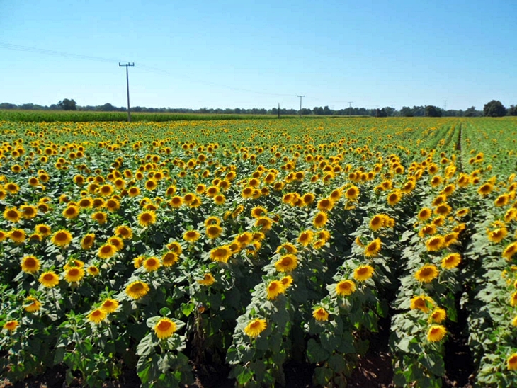 La falta de lluvias y el exceso de calor castigan la cosecha de cereales