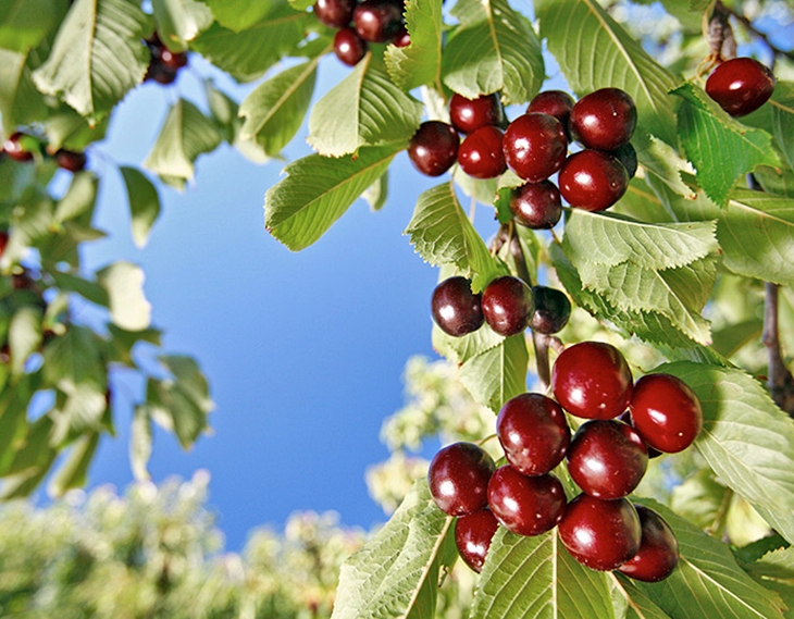 El Valle del Jerte invita a conocer su cereza desde dentro