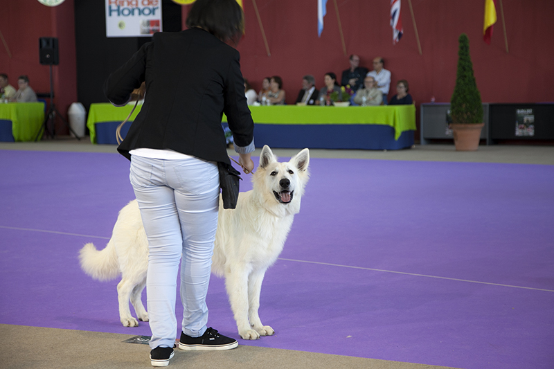 850 perros de varios países europeos pasan por Badajoz