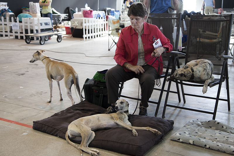 850 perros de varios países europeos pasan por Badajoz