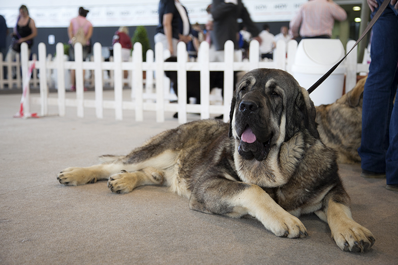 850 perros de varios países europeos pasan por Badajoz