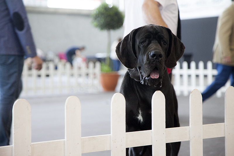 850 perros de varios países europeos pasan por Badajoz