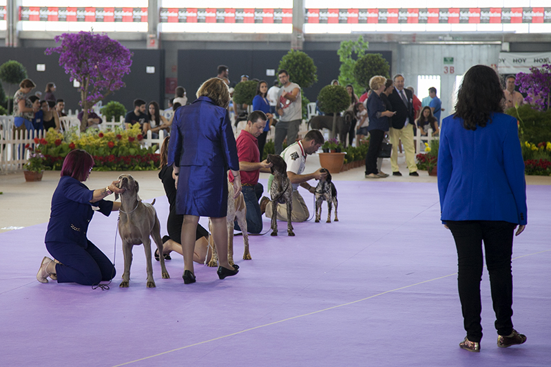 850 perros de varios países europeos pasan por Badajoz