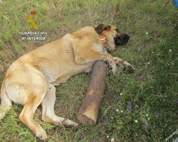 La Guardia Civil encuentra a un perro que estaba siendo maltratado en Miajadas