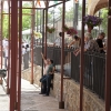 Ambiente en la Feria del Jamón de Jerez de los Caballeros