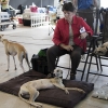 850 perros de varios países europeos pasan por Badajoz