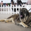 850 perros de varios países europeos pasan por Badajoz