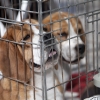 850 perros de varios países europeos pasan por Badajoz