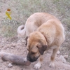 La Guardia Civil encuentra a un perro que estaba siendo maltratado en Miajadas