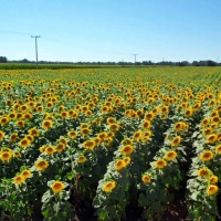 La falta de lluvias y el exceso de calor castigan la cosecha de cereales