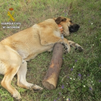 La Guardia Civil encuentra a un perro que estaba siendo maltratado en Miajadas