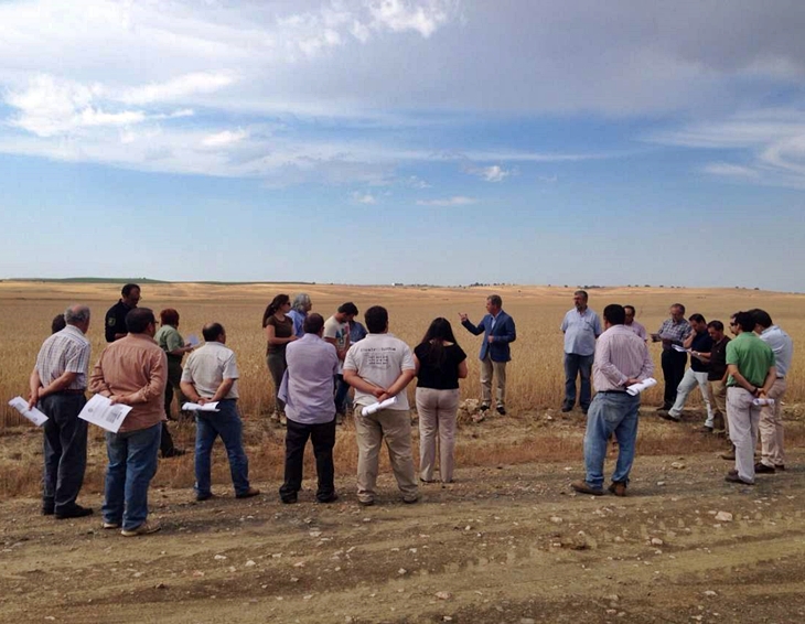 El cultivo de triticale reduce los costes de alimentación animal, según CICYTEX