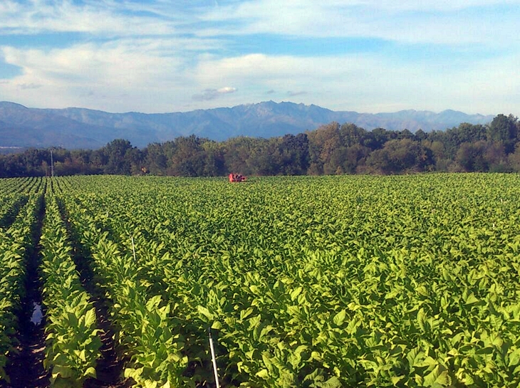 Upa-uce sospecha de cambios en la ayuda agroambiental al tabaco