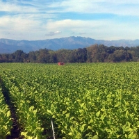 Upa-uce sospecha de cambios en la ayuda agroambiental al tabaco