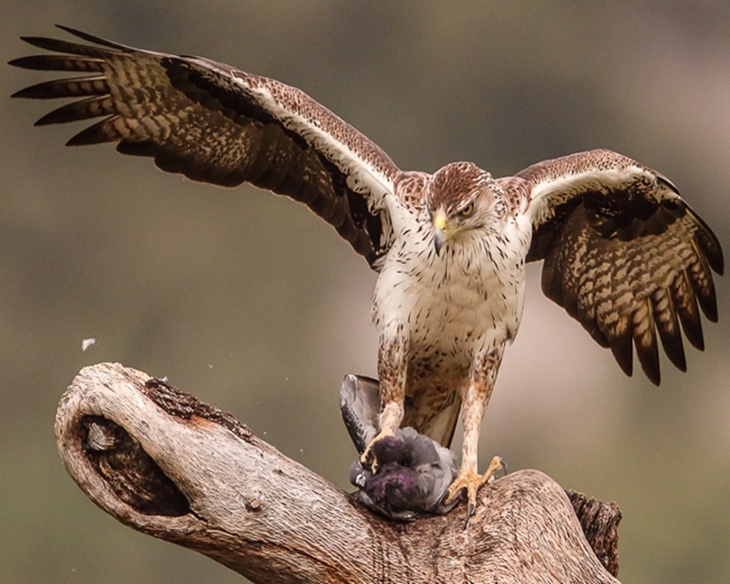Aprobado el Plan de Recuperación del Águila Imperial Ibérica
