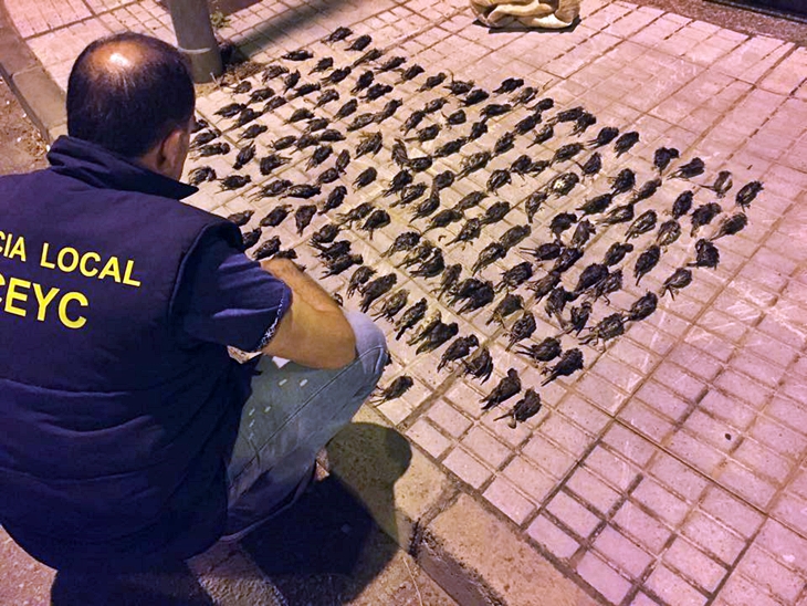 Intervienen 160 jilgueros a un hombre que cazaba pájaros en el Guadiana