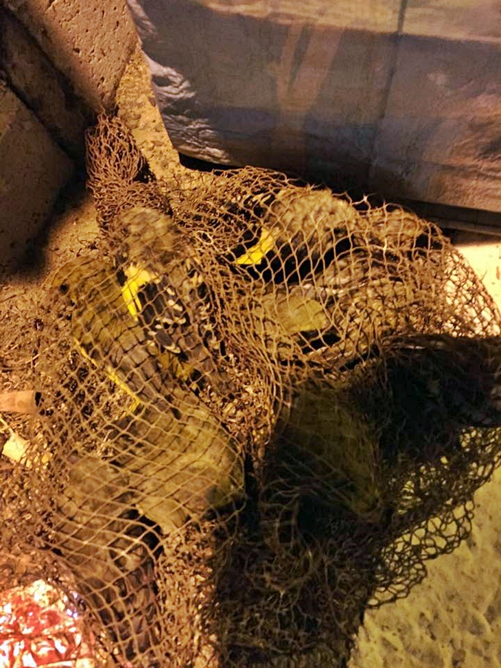 Intervienen 160 jilgueros a un hombre que cazaba pájaros en el Guadiana